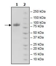 SDS-PAGE - Recombinant Human MICA protein (Fc tag C-Terminus + Avi tag C-Terminus) (AB271612)
