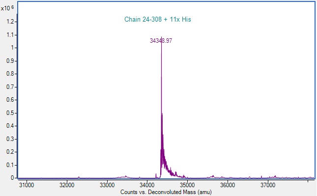 Mass Spectrometry - Recombinant Human MICA Protein (His-tag) (Active) (AB307786), expandable thumbnail