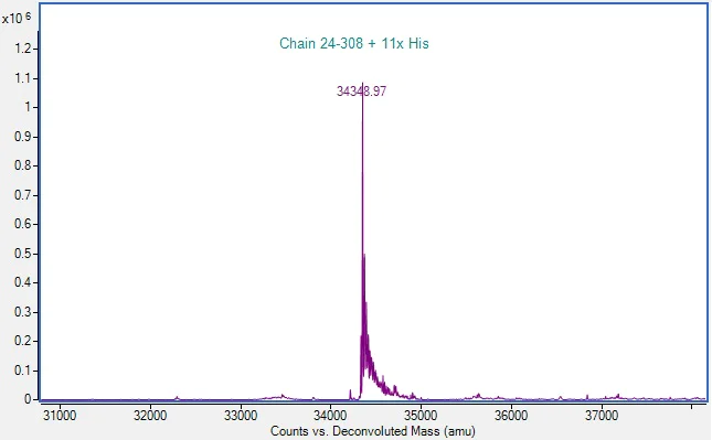 Mass Spectrometry - Recombinant Human MICA Protein (His-tag) (Active) (AB307786)