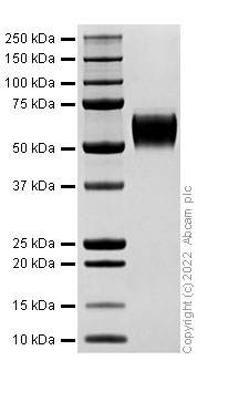 SDS-PAGE - Recombinant Human MICA Protein (His-tag) (Active) (AB307786), expandable thumbnail