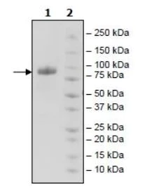 SDS-PAGE - Recombinant Human MICA protein (Tagged) (AB271612)