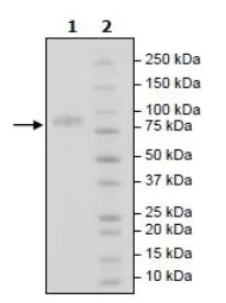 SDS-PAGE - Recombinant Human MICA protein (Tagged) (Biotin) (AB271613)