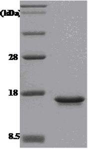 SDS-PAGE - Recombinant Human MIF protein (AB51096)