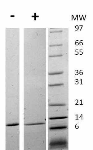 Recombinant human MIF protein