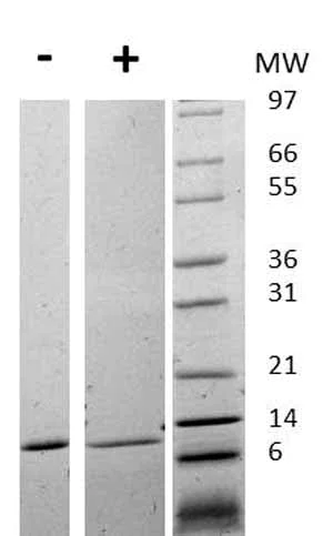 Western blot - Recombinant human MIF protein (AB75432)