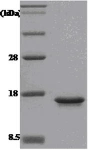 SDS-PAGE - Recombinant Human MIF protein (His tag N-Terminus) (AB51096)
