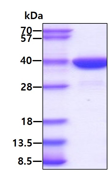 SDS-PAGE - Recombinant Human MIF protein (Tagged) (AB202245)