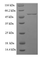 SDS-PAGE - Recombinant Human Milk Fat Globule 1 protein (Tagged) (AB235800), expandable thumbnail