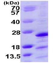 SDS-PAGE - Recombinant Human Mimitin protein (AB109967)