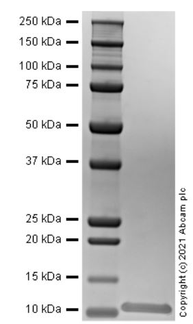 Recombinant Human MIP-1 alpha/CCL3 protein (Active)