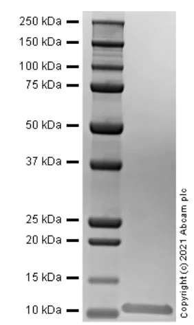 SDS-PAGE - Recombinant Human MIP-1 alpha/CCL3 protein (Active) (AB283442)