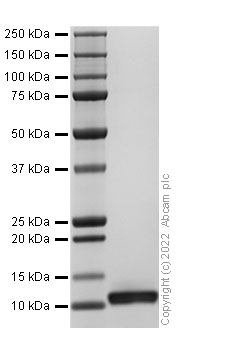 Recombinant Human MIP-3 beta/CCL19 Protein