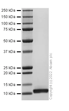 SDS-PAGE - Recombinant Human MIP-3 beta/CCL19 Protein (AB307796)