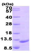 SDS-PAGE - Recombinant Human MIP-3 beta/CCL19 protein (T7 tag N-Terminus) (AB97899)