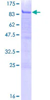 SDS-PAGE - Recombinant Human MiTF protein (GST tag N-Terminus) (AB158898)