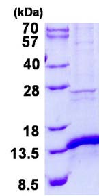 SDS-PAGE - Recombinant Human MitoNEET protein (AB134545), expandable thumbnail