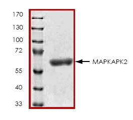 SDS-PAGE - Recombinant Human MK2 protein (AB45154), expandable thumbnail