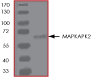 SDS-PAGE - Recombinant human MK2 protein (AB60307), expandable thumbnail