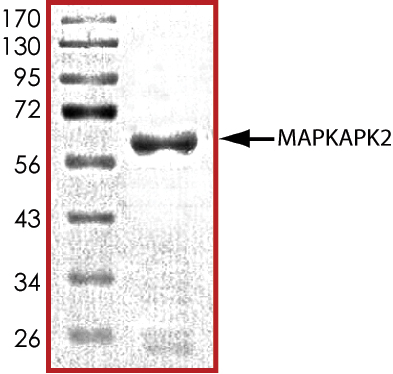 SDS-PAGE - Recombinant human MK2 protein (AB60307), expandable thumbnail