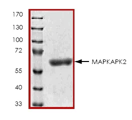 SDS-PAGE - Recombinant Human MK2 protein (GST tag N-Terminus) (AB45154)