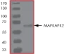 SDS-PAGE - Recombinant human MK2 protein (GST tag N-Terminus) (AB60307)