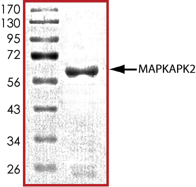 SDS-PAGE - Recombinant human MK2 protein (GST tag N-Terminus) (AB60307)