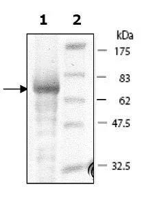 SDS-PAGE - Recombinant Human MK2 protein (GST tag N-Terminus) (AB79910)