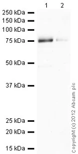 Western blot - Recombinant Human MK2 protein (GST tag N-Terminus) (AB79910)