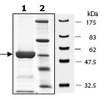 Recombinant Human MKK6 protein