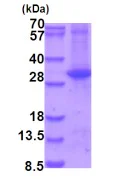 SDS-PAGE - Recombinant Human MKK6 protein (denatured) (His tag N-Terminus) (AB202240)
