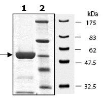 SDS-PAGE - Recombinant Human MKK6 protein (GST tag N-Terminus) (AB95252)