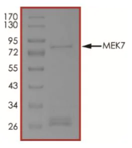 SDS-PAGE - Recombinant human MKK7 protein (Active) (AB268757)