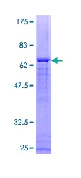 SDS-PAGE - Recombinant Human MKP-1 protein (AB114331)