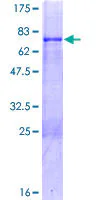 SDS-PAGE - Recombinant Human MKX protein (GST tag N-Terminus) (AB166113)
