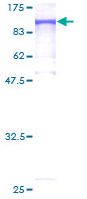 SDS-PAGE - Recombinant Human MLH1 protein (GST tag N-Terminus) (AB131924)