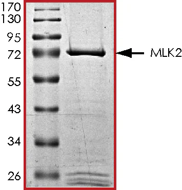 SDS-PAGE - Recombinant human MLK2 protein (GST tag N-Terminus) (AB125562)