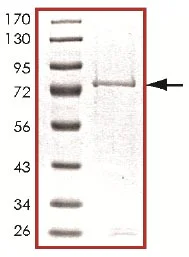 SDS-PAGE - Recombinant human MLK2 protein (GST tag N-Terminus) (AB125562)