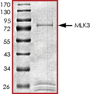 SDS-PAGE - Recombinant human MLK3 protein (AB125630)