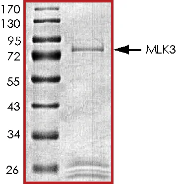 SDS-PAGE - Recombinant human MLK3 protein (GST tag N-Terminus) (AB125630)