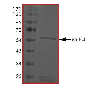 SDS-PAGE - Recombinant human MLK4 protein (Active) (AB268798)