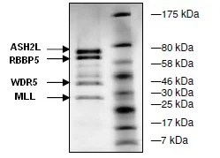 SDS-PAGE - Recombinant human MLL + ASH2L + RBBP5 + WDR5 protein (6x His tag N-Terminus) (AB135021)