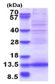 SDS-PAGE - Recombinant Human MLLT11 protein (denatured) (His tag N-Terminus) (AB181903)