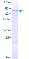 SDS-PAGE - Recombinant Human MMP12 protein (GST tag N-Terminus) (AB131994)