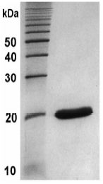 SDS-PAGE - Recombinant human MMP13 protein (AB134452), expandable thumbnail