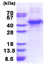 SDS-PAGE - Recombinant Human MMP13 protein (AB177626), expandable thumbnail