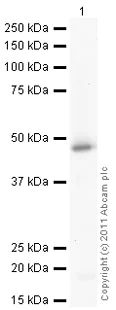Western blot - Recombinant human MMP3 protein (Active) (AB96555)