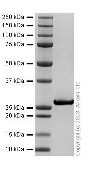 Recombinant Human MMP7 Protein
