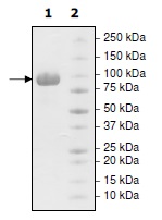 SDS-PAGE - Recombinant human MMP9 (mutated Q279R) protein (AB198459), expandable thumbnail