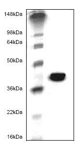 SDS-PAGE - Recombinant Human MMP9 protein (Catalytic domain) (AB82907)