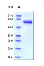 SDS-PAGE - Recombinant human MMP9 protein (Proenzyme) (AB155704)